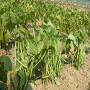 French bean - Kashi Sampann