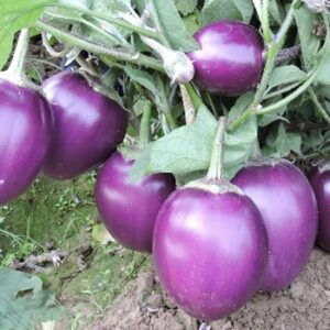 Brinjal - Kashi Sandesh (Hybrid)