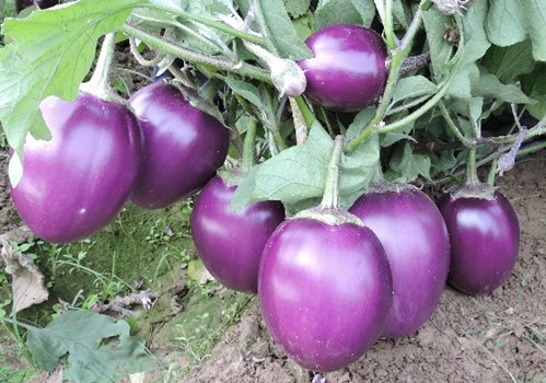 Brinjal - Kashi Sandesh (Hybrid)