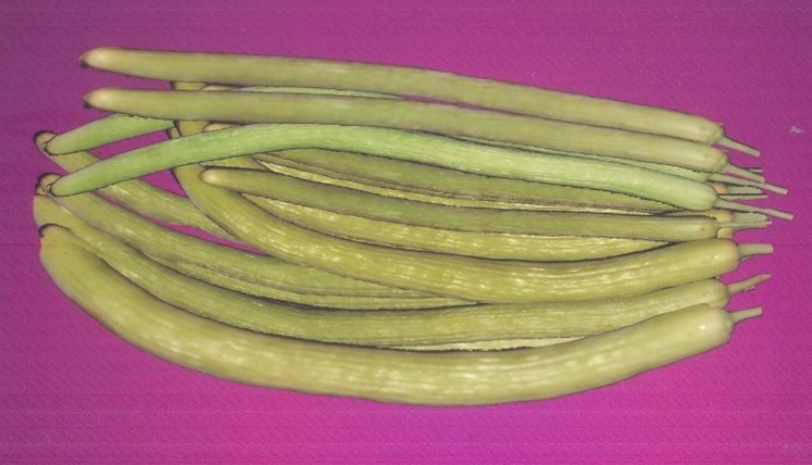 Long melon Kashi Santushti