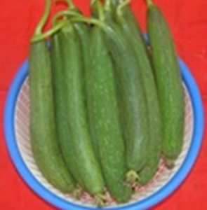 Sponge gourd Kashi Saumya (Hybrid)