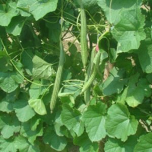 Ridge gourd Kashi Shivani