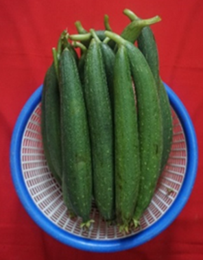 Sponge gourd Kashi Shreya