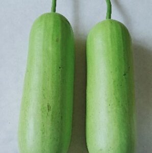 Bottle gourd - Kashi Shubhra