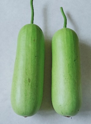 Bottle gourd - Kashi Shubhra