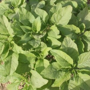 Amaranth â€“ Kashi Suhaavani