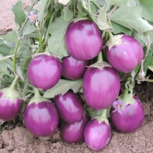 Brinjal - Kashi Uttam
