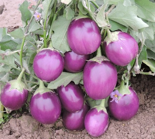 Brinjal - Kashi Uttam