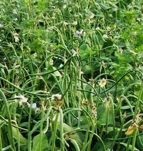 Cowpea - Kashi Vishan