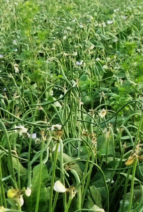 Cowpea - Kashi Vishan